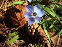 Spring Flower Still 03-05