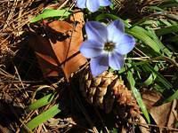 Spring Flower Still 2 03-05