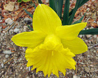 Yellow Flower 1