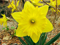 Yellow Flower 3