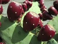 cactus fall 06 1