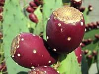 cactus fall 06 2