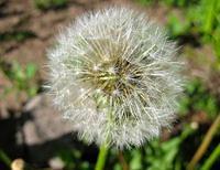 dandylion