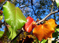 fall leaves 2004