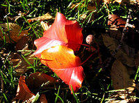 fall leaves 2004 1