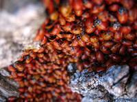 ladybugs