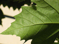 leaf