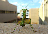 mantis 1