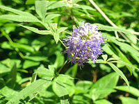 purple flower