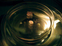 small brain 04-03-06 web