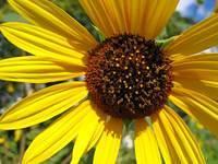 sunflower fall 06