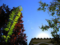 tree branch