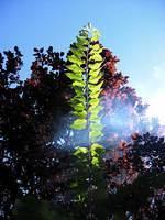 tree branch smoke
