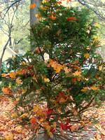 fall 2005 college park2