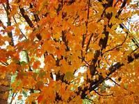 fall 2005 college park3