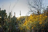 Tuscon Cactus Wild Flower 2012