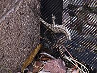 CRW 1550 lizzard
