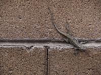 CRW 1551 lizzard