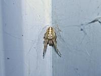 IMG 1377 spider cropped