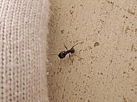 IMG 1407 ant
