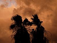 IMG 1437 palm storm cropped