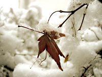 Red leaf in snow