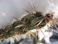 december 2006 cactus1