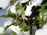 december 2006 cactus3