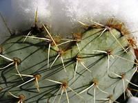 december 2006 cactus4